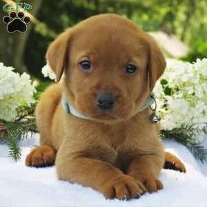 Asher, Fox Red Labrador Retriever Puppy